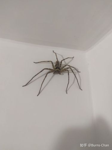 家里有蜘蛛是好事还是坏事？-图3