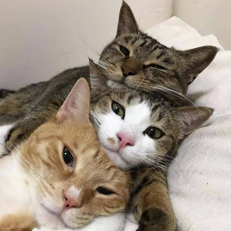 三只猫关在一个房间养可以吗？-图1