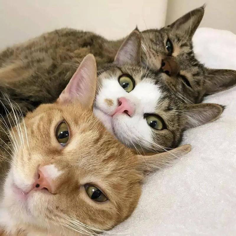 三只猫关在一个房间养可以吗？-图3