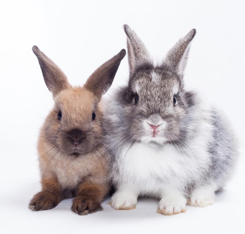 两只兔子代表什么？-图1