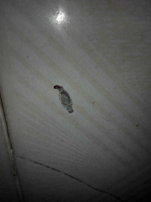 家里很多这种虫子，很臭，谁知道这是什么虫子？对人体有害吗？怎样除掉？-图3