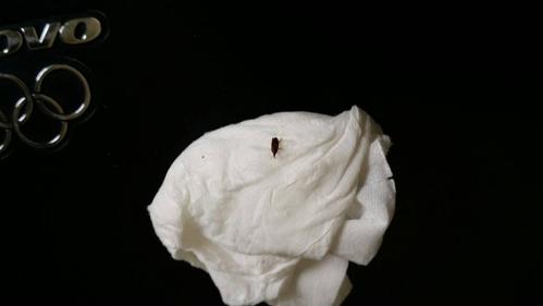 家里出现黑色小虫子，和米粒差不多大，带着硬壳生命力极强，一般摁不死，还会水，最主要繁殖还快？-图1