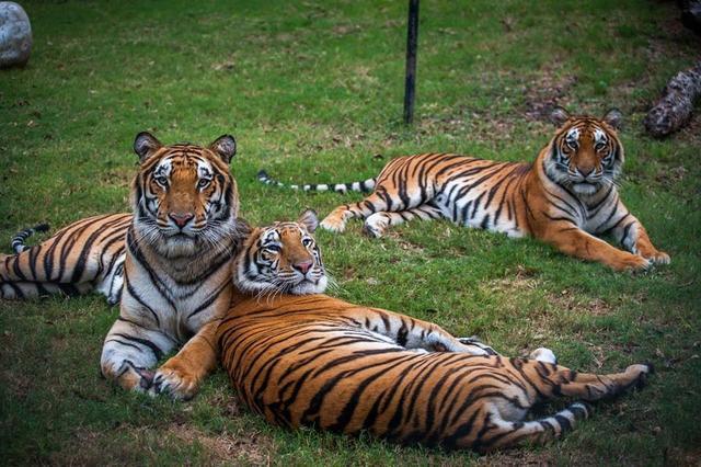 假如三只老虎在一起合作会是什么结果？-图1