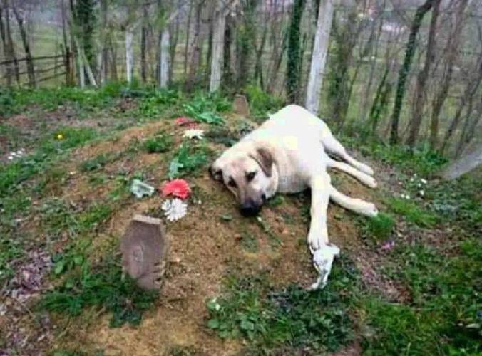 我把小狗尸体埋在花园里埋的不深会有臭味吗？-图2