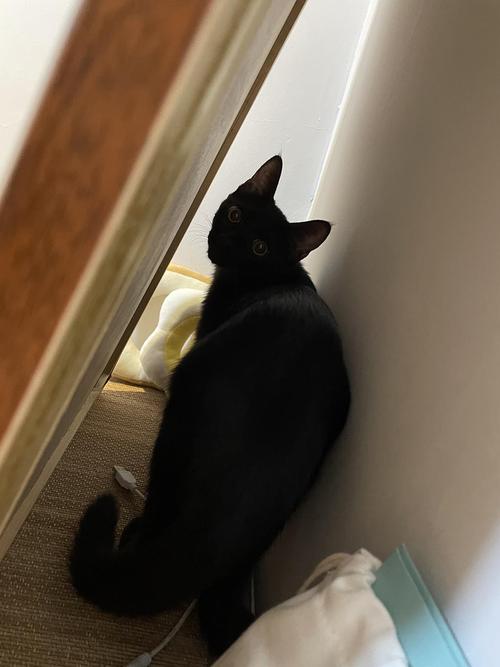 有只黑猫老是跑进我家里，我该怎么办？-图2