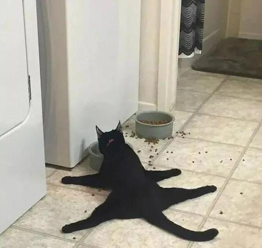 有只黑猫老是跑进我家里，我该怎么办？-图3