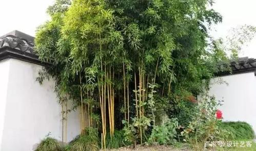 院子里面种竹子好吗？-图3