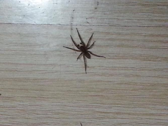 为什么家里有很多又黑又小的蜘蛛？-图2