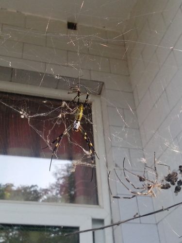 家里多蜘蛛寓意什么？-图1