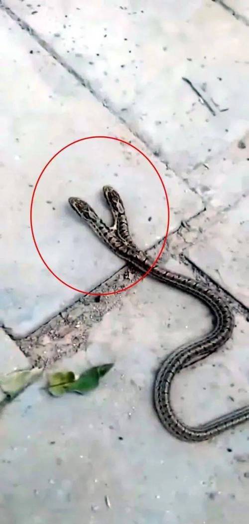 一条很小的两头蛇在家门口好吗？-图1