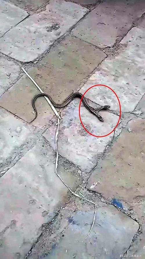 一条很小的两头蛇在家门口好吗？-图3