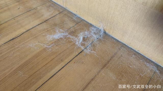 房间里面都是毛纤维一样的东西怎么清理？-图1