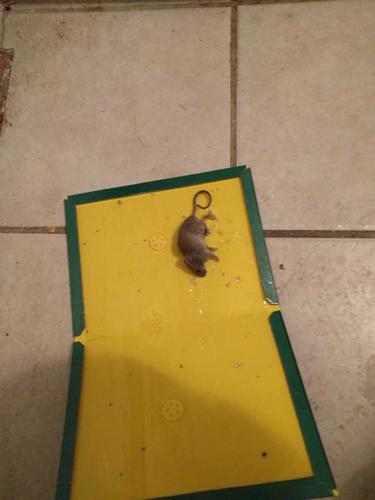 家里突然多了几只老鼠都很小是什么原因？-图2