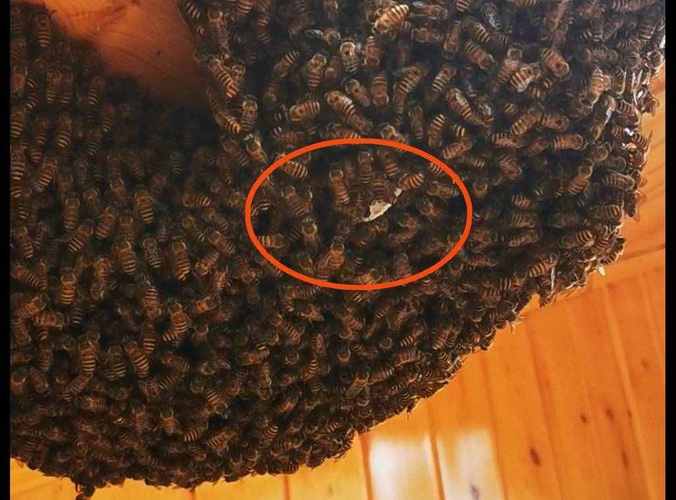 家里来了一窝蜜蜂可以证明什么？-图2