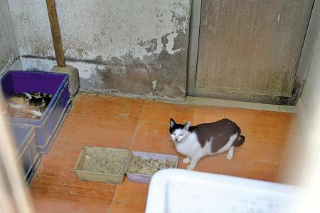 小猫被居民楼里的住户偷了怎么办？-图1
