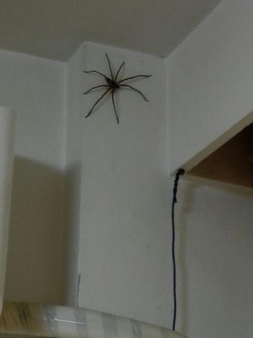 家里出现的蜘蛛是有益的吗？-图1
