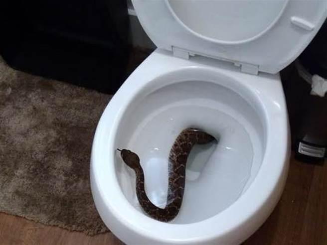 家里的厕所出现一条蛇？-图1