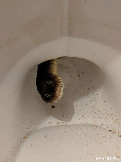 家里的厕所出现一条蛇？-图3