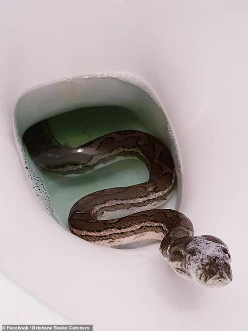家里的厕所出现一条蛇？-图2