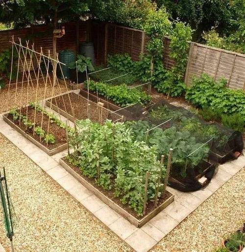 自己的院子为什么不能种菜？-图3