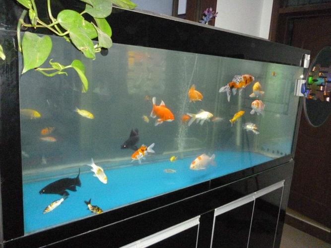 家庭养鱼鱼缸里放几条鱼好？-图2