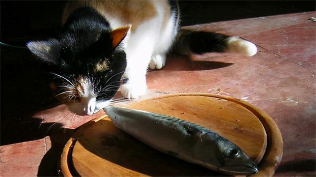 养猫需要给鱼补充鱼油吗？-图1