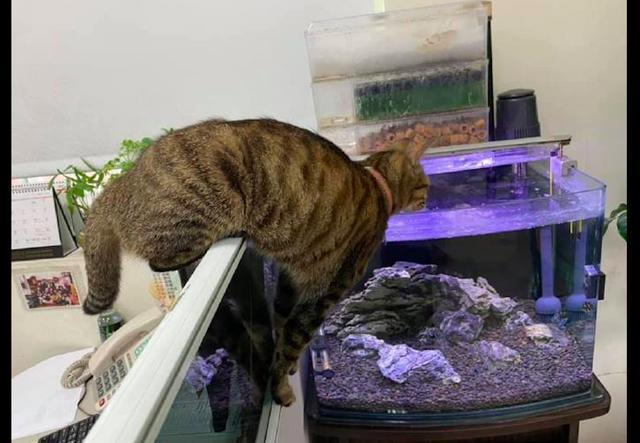 家里有鱼缸能养猫吗？-图1
