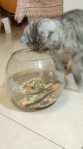 家里有鱼缸能养猫吗？-图3