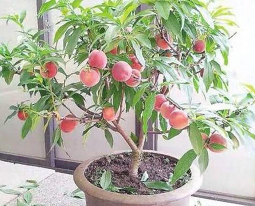 毛桃还是寿星桃可用于盆栽？-图3