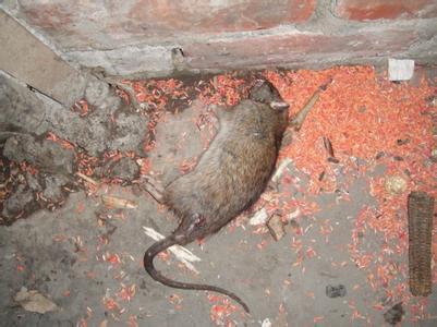 正月十五家里出现一只死老鼠有什么预兆啊，大早上的就在家门口看见一只死老鼠，心里很不是滋味，听说农村？-图1