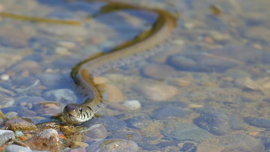 水里一般都会有什么蛇？-图1