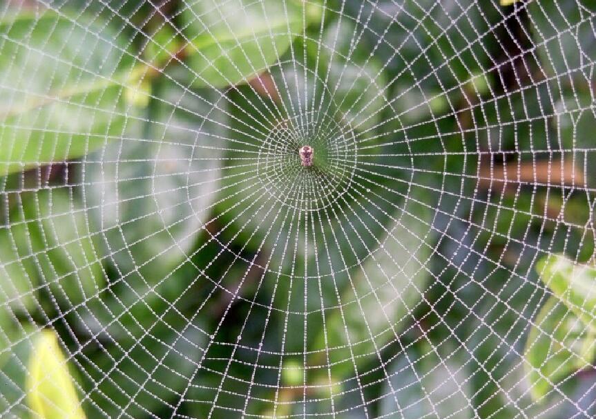 蜘蛛网的网怎么组词？-图2