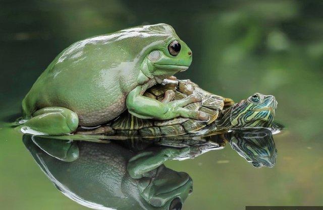 乌龟上爬个青蛙是什么寓意？-图1