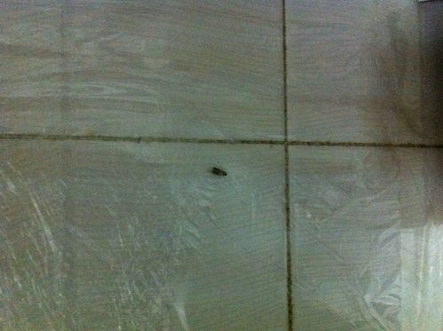 家里突然出现许多飞虫是什么征兆？-图2