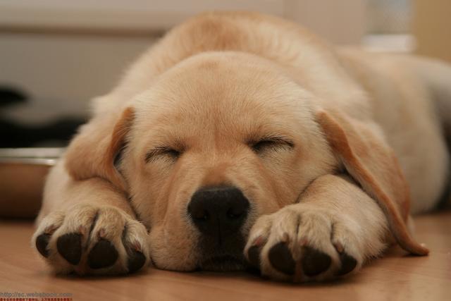 3年的小狗在家睡觉时间坐卧不安呼吸重是怎么了？-图3