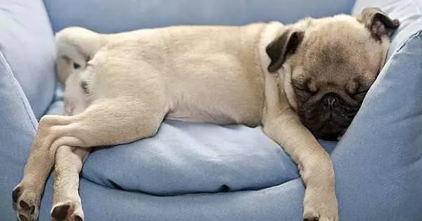 3年的小狗在家睡觉时间坐卧不安呼吸重是怎么了？-图2