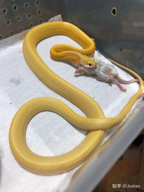 看见金黄色的蛇有什么预兆？-图1
