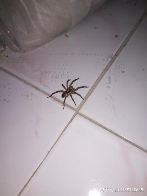 家里的蜘蛛有毒吗？-图3