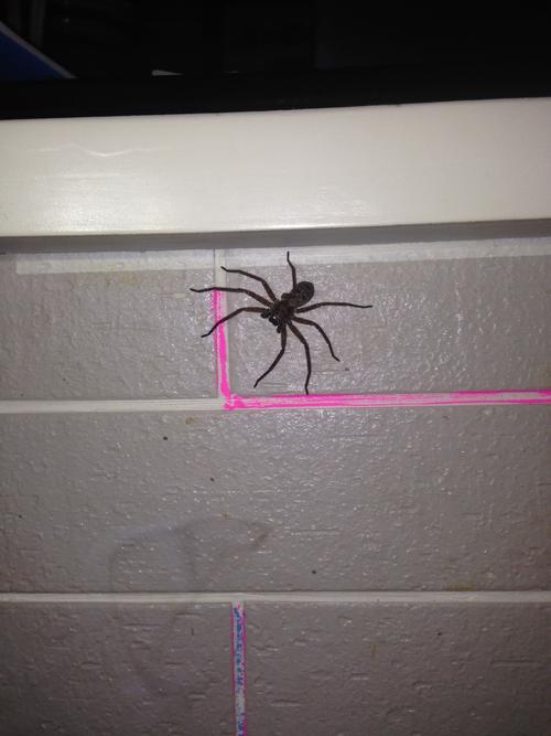 家里的蜘蛛有毒吗？-图2