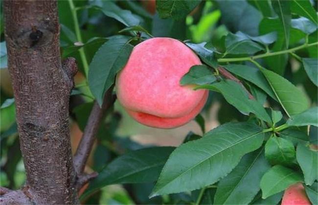 如果桃树栽在院子里，什么位置对家庭有利？-图2