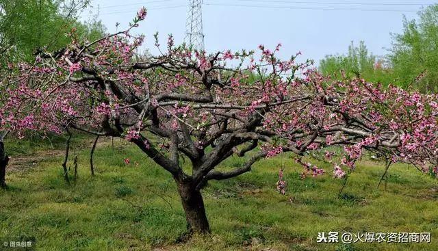 如果桃树栽在院子里，什么位置对家庭有利？-图1