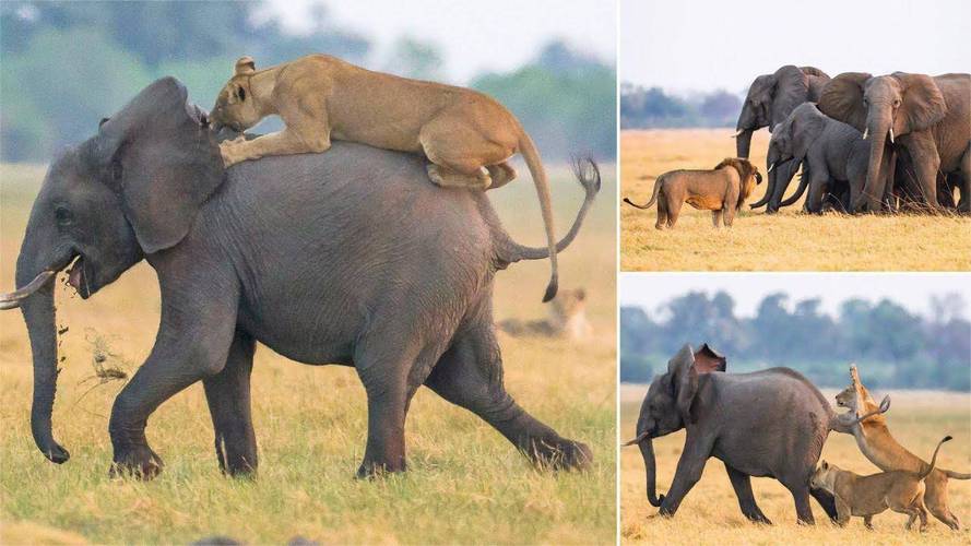 狮子和大象可以同时摆在家里吗？-图1