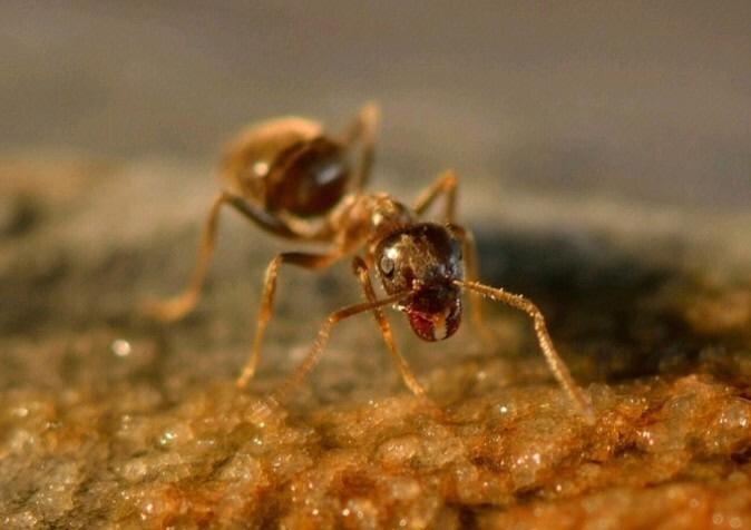 蚂蚁为什么会出现在家里？-图1