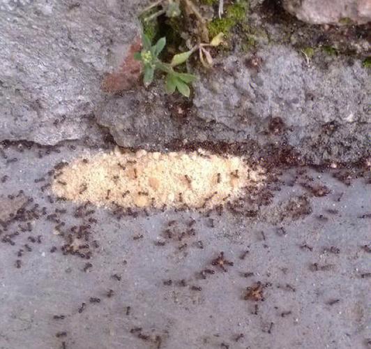 蚂蚁为什么会出现在家里？-图3