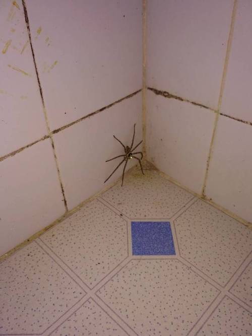 救命啊！家里经常发现特别大特别黑的蜘蛛。怎么办呀？-图2