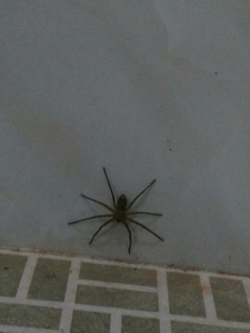 救命啊！家里经常发现特别大特别黑的蜘蛛。怎么办呀？-图3