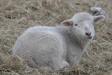 怀孕母羊正常体温多少？-图2