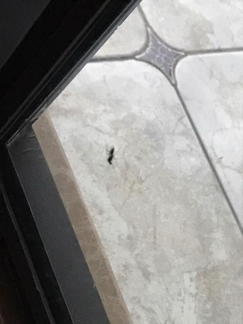 为什么客厅老是有蚂蚁和虫子？-图2