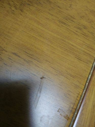 为什么客厅老是有蚂蚁和虫子？-图3