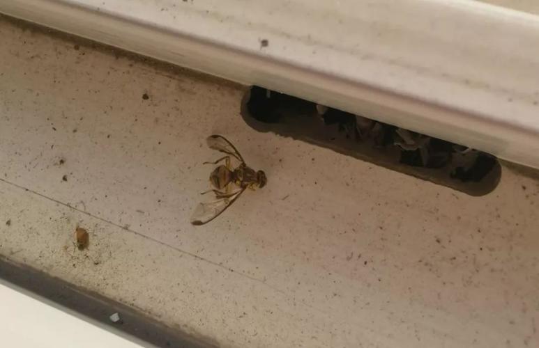 为什么经常会有蜜蜂飞进我房间？-图2
